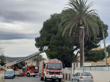 The cat stuck in the tree - she is now home!